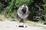 SPITZ LOUP 011